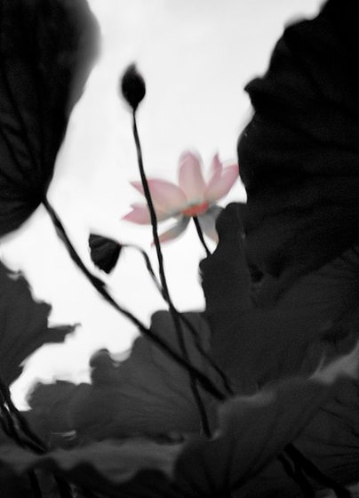 芙蓉归